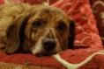 /album/galerie-photos/chien-t%c3%aate-pose-jpg/